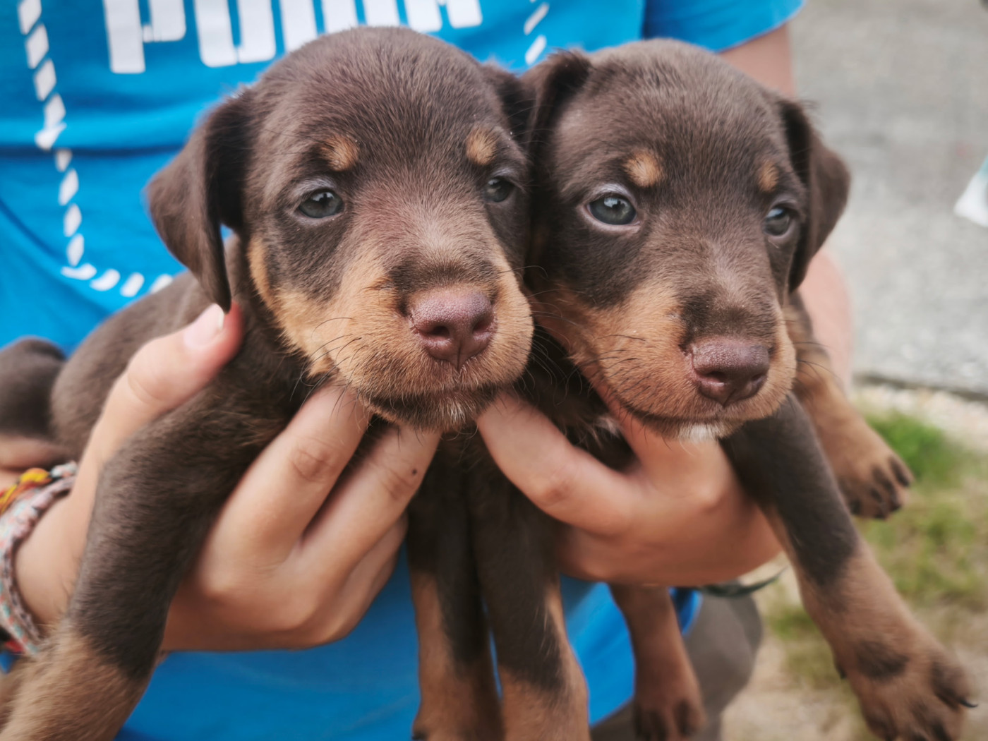 Chiot Terrier de chasse allemand Des Vergers Lecqueraye